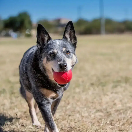 A red textured kong ball made of durable rubber held in a dogs mouth as a tough dog toy