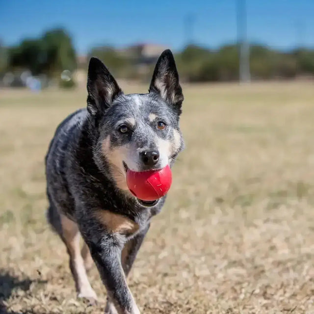 A red textured kong ball made of durable rubber held in a dogs mouth as a tough dog toy
