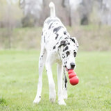 A dalmatian holding a red textured kong classic dog toy known as the gold standard in dog toys