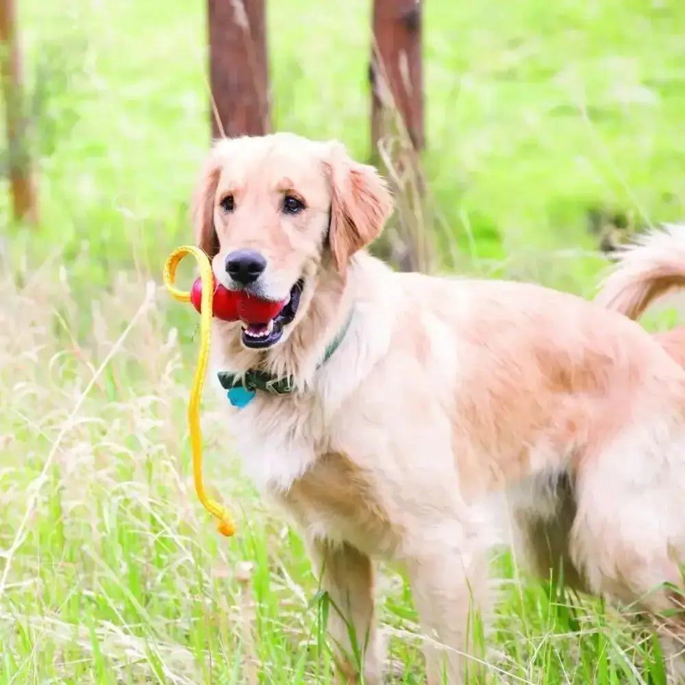 Golden retriever playing with a red and yellow kong classic dog toy with rope, the gold standard in dog toys