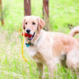 Golden retriever playing with a red and yellow kong classic dog toy with rope, the gold standard in dog toys