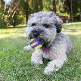 A gray plush dog holding a purple and yellow tennis ball made from kong crunchair balls for fetch fun