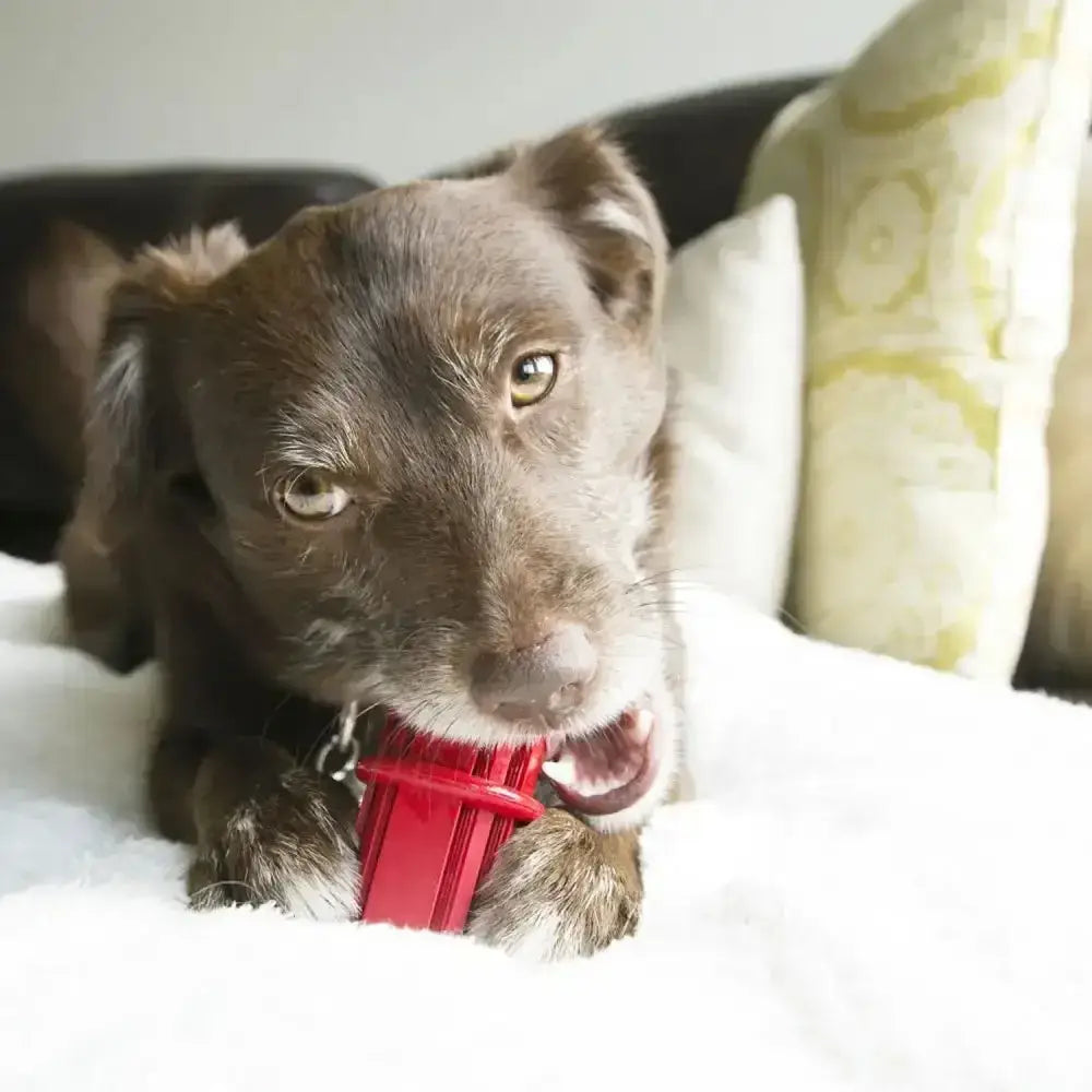 Kong Dental Stick Small Dog Toys