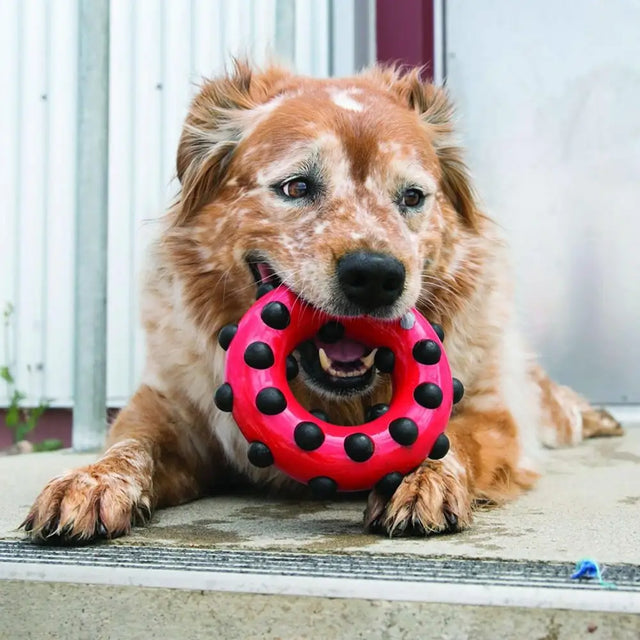 Kong Dotz Circle Small Dog Toy Barnstaple Equestrian Supplies