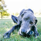 A sleek gray great dane with golden eyes rests on grass holding a black kong extreme durable dog toy