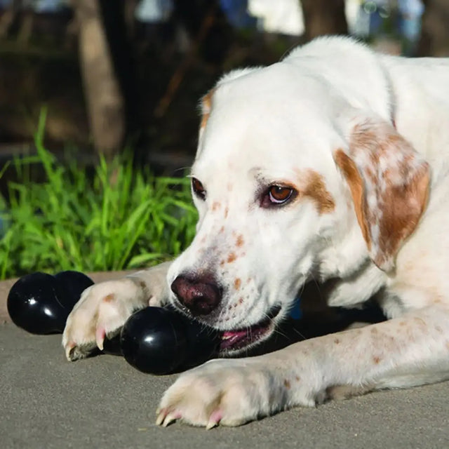 Black glossy ultra-tough rubber kong extreme goodie bone dog toy with textured surface and rounded shape