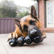 Black durable plastic kong extreme goodie ribbon dog toy with star indentations and hollow center treasure trove