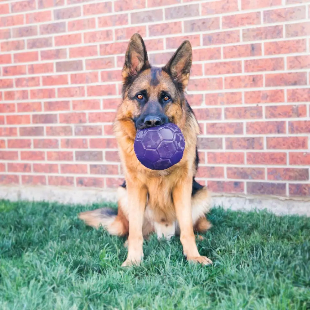 Kong Flexball Dog Toy Medium/Large Dog Toy Barnstaple Equestrian Supplies