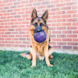 Purple kong flexball dog toy with a textured, segmented surface and flexible shape for active play