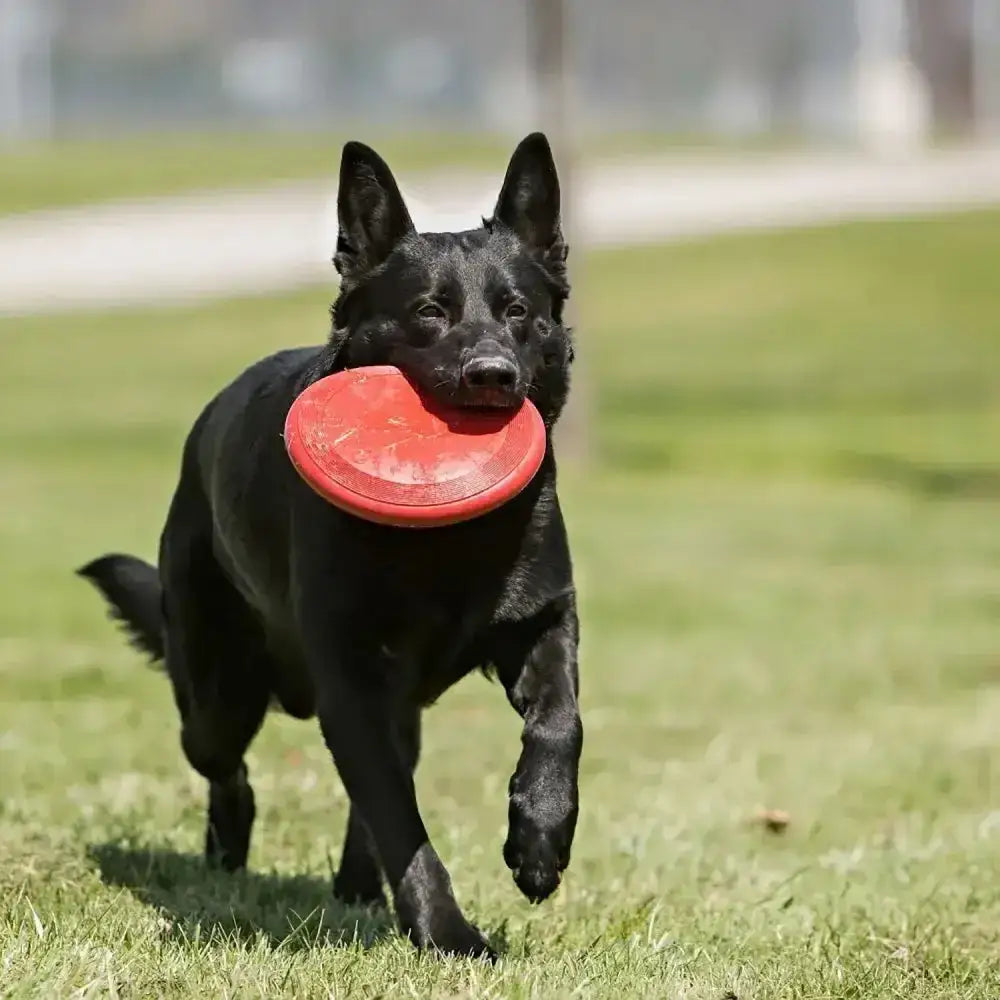 Kong Flyer Small Red Dog Toy