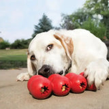 A white labrador rests its head on red glossy kong goodie ribbon toy tomatoes treasure trove for dogs