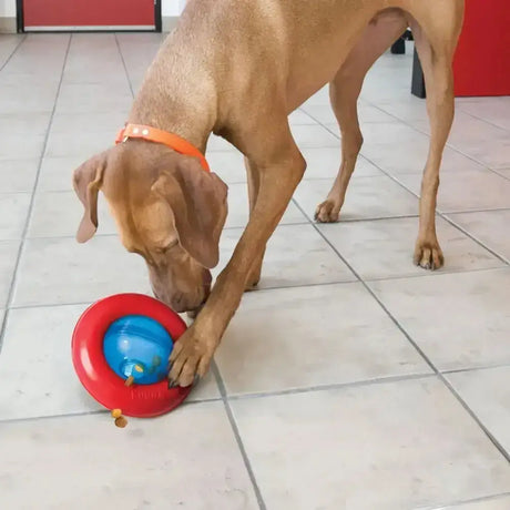 Kong Gyro Small Dog Toys