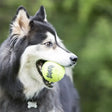 A bright yellow kong squeakair ball squeaks and is held in a dog’s mouth making it the perfect fetch toy