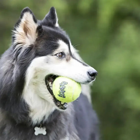 A bright yellow kong squeakair ball squeaks and is held in a dog’s mouth making it the perfect fetch toy