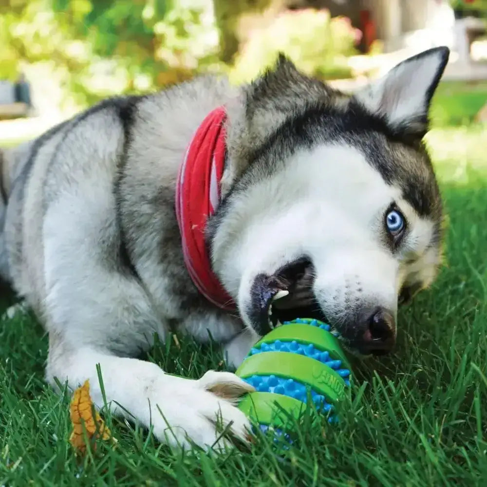 Bright green and blue kong squeezz goomz ball dog toy with enticing raised nubs for textured play and chewing