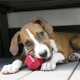 A red textured rubber kong stuff-a-ball dog toy designed to encourage dogs chewing behaviour with a geometric design