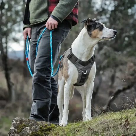 Black and gray kurgo journey air harness with adjustable straps and metal d-ring for secure dog walking