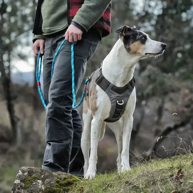Black and gray kurgo journey air harness with adjustable straps and metal d-ring for secure dog walking