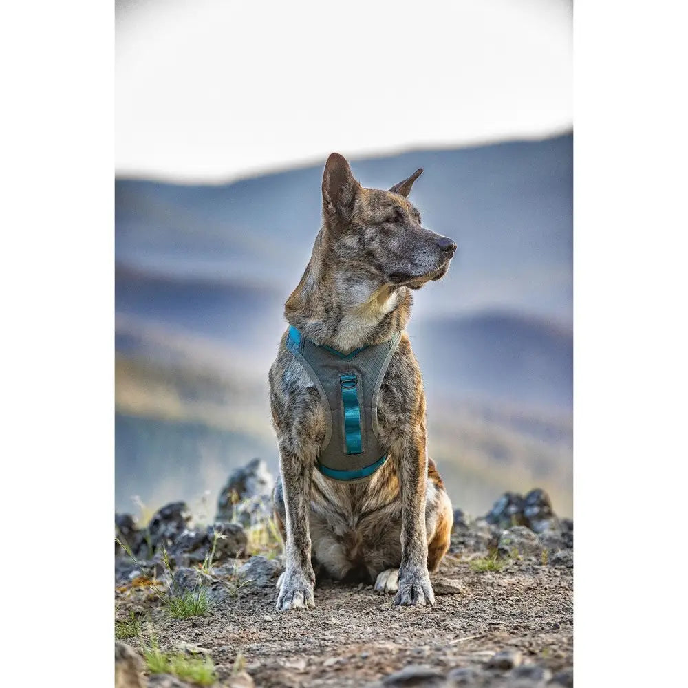 Teal and gray kurgo journey air harness with adjustable straps and dual lead attachments for dogs