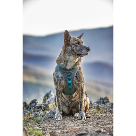 Teal and gray kurgo journey air harness with adjustable straps and dual lead attachments for dogs