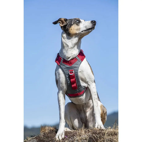 Red and gray kurgo journey air harness with adjustable straps and dual lead attachments for secure walks