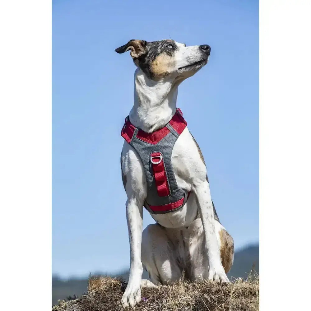 Red and gray denim kurgo journey air harness with adjustable straps and dual lead attachments for dogs