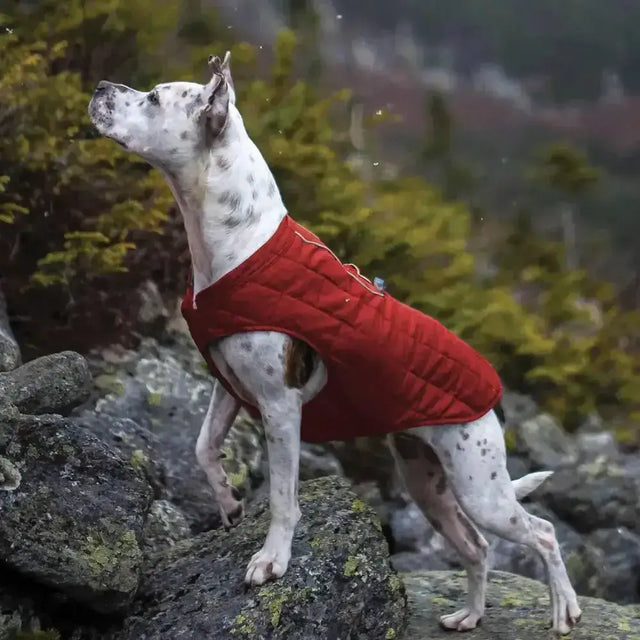 Red quilted kurgo loft jacket chili red charcoal designed for warmth and comfort in cooler weather