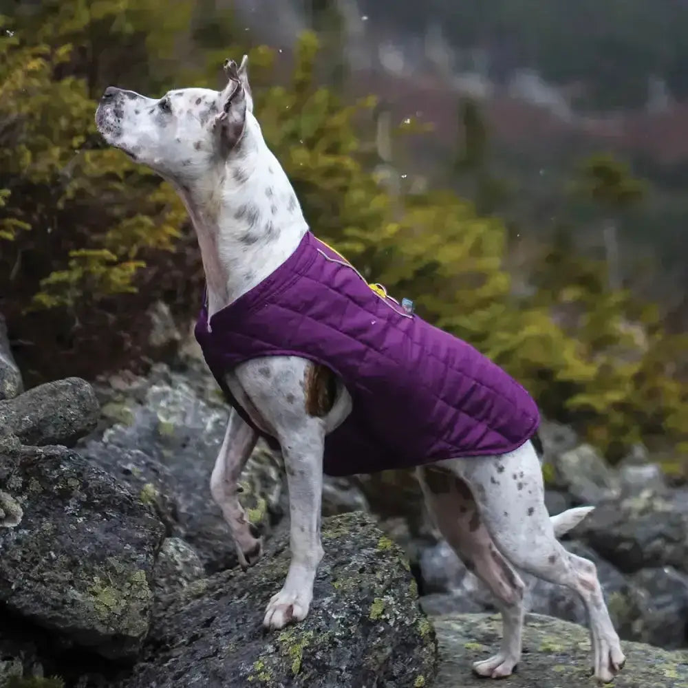 Purple quilted kurgo loft jacket deep violet with zipper closure in violet grey two color for dogs