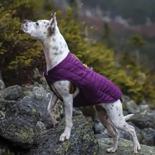 Purple quilted kurgo loft jacket deep violet with zipper closure in violet grey two color for dogs