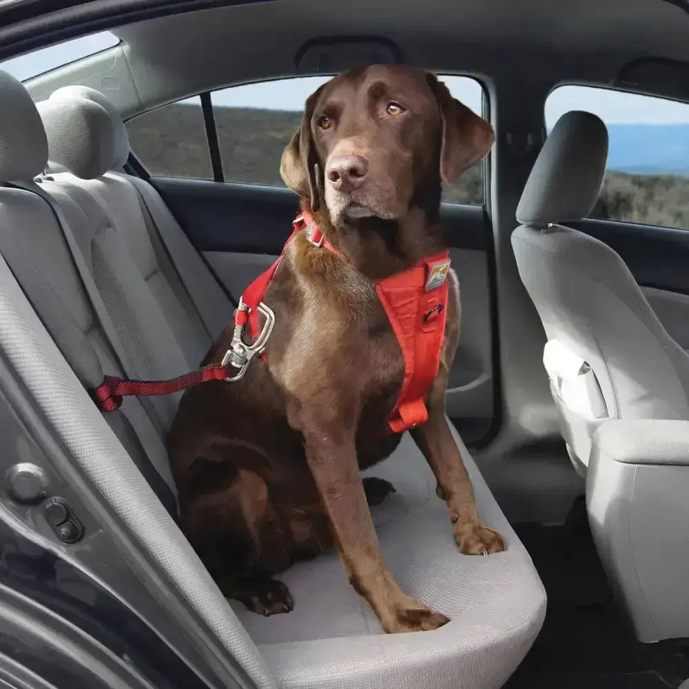 Chocolate lab wearing a red kurgo swivel tether harness with silver metal hardware showing swivel action allows movement