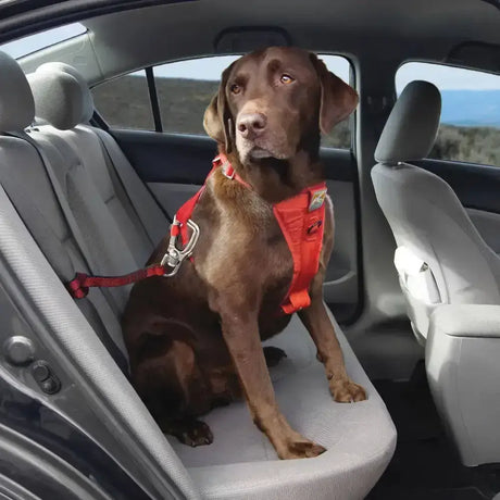 Chocolate lab wearing a red kurgo swivel tether harness with silver metal hardware showing swivel action allows movement