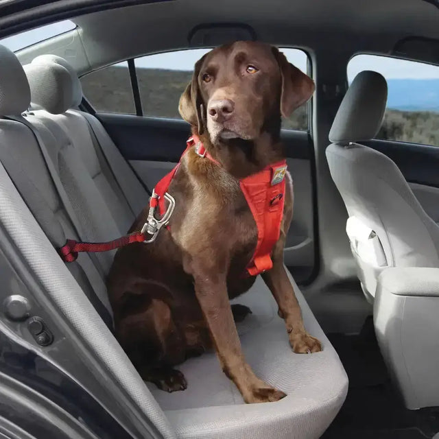 Chocolate lab wearing a red kurgo swivel tether harness with silver metal hardware showing swivel action allows movement