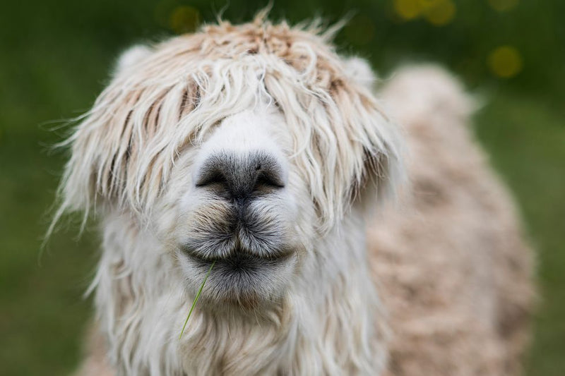 Lama and Alpaca Feed North Devon