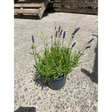 Lavender Plants plants