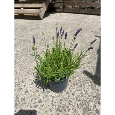 Lavender Plants plants