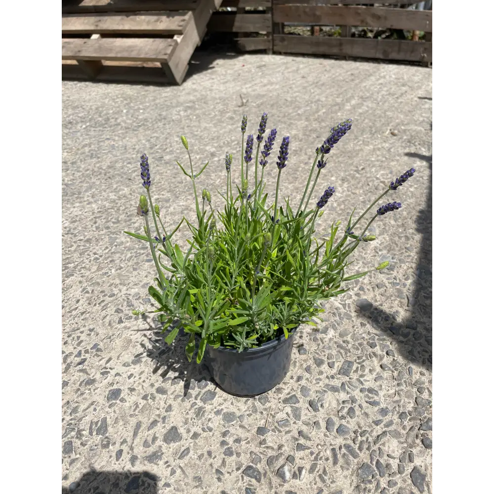 Lavender Plants