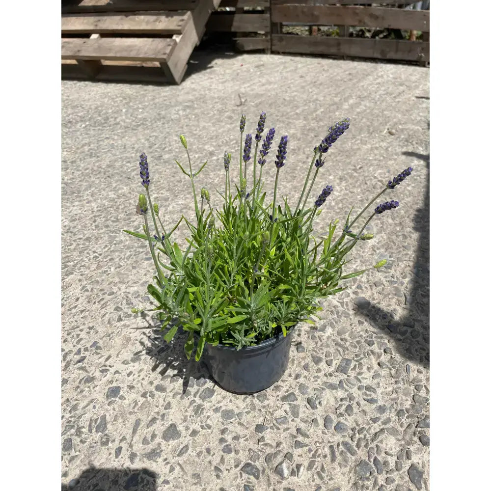 Lavender plants with vibrant purple spikes in a black pot perfect for garden plants and equestrian spaces