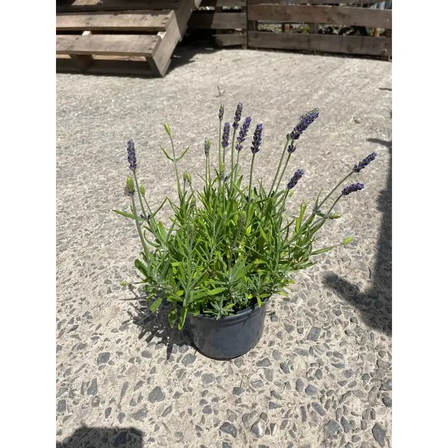 Lavender plants with vibrant purple spikes in a black pot perfect for garden plants and equestrian spaces