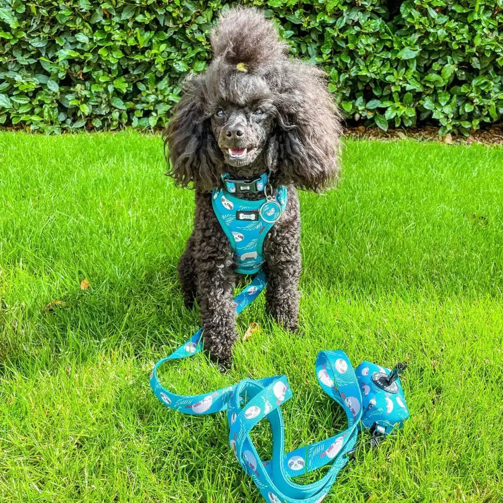 Blue harness with white sloth pattern and matching leash for black poodle lazy sloth collars mint green pup chic
