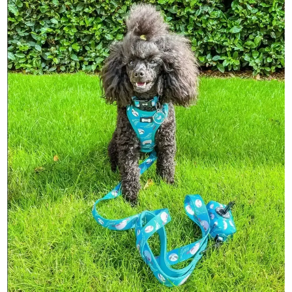 Lazy Sloth Puppy Harness – XXS Size for Tiny Breeds 🦥💚 XXS Pet Products