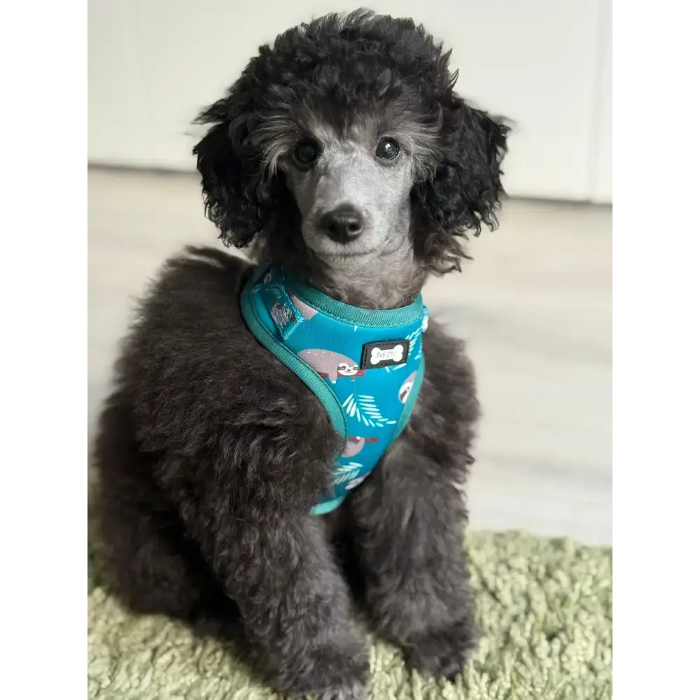Lazy Sloth Puppy Harness – XXS Size for Tiny Breeds 🦥💚 XXS Pet Products