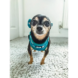 Lazy Sloth Puppy Harness – XXS Size for Tiny Breeds 🦥💚 XXS Pet Products