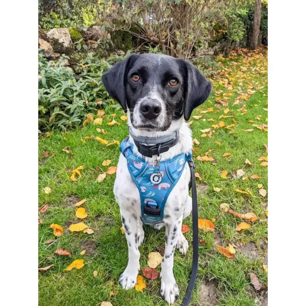 Blue patterned lazy sloth tactical dog harness with black collar and leash perfect for everyday walks