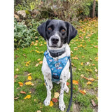 Blue patterned lazy sloth tactical dog harness with black collar and leash perfect for everyday walks