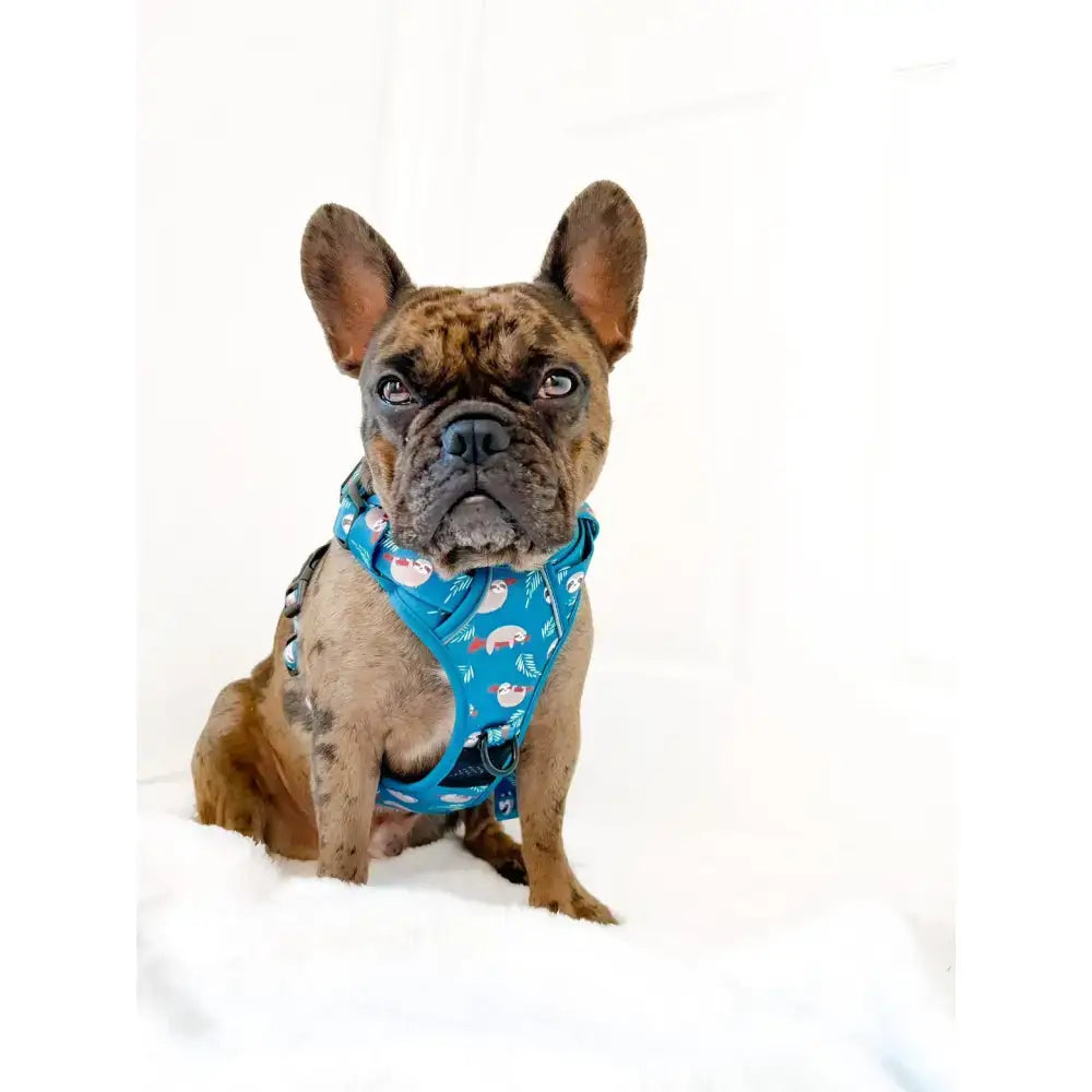 Brindle french bulldog wearing blue lazy sloth tactical dog harness with white and red whale patterns