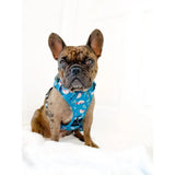 Brindle french bulldog wearing blue lazy sloth tactical dog harness with white and red whale patterns