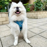 A fluffy white samoyed wearing a lazy sloth tactical dog harness with a playful blue whale pattern