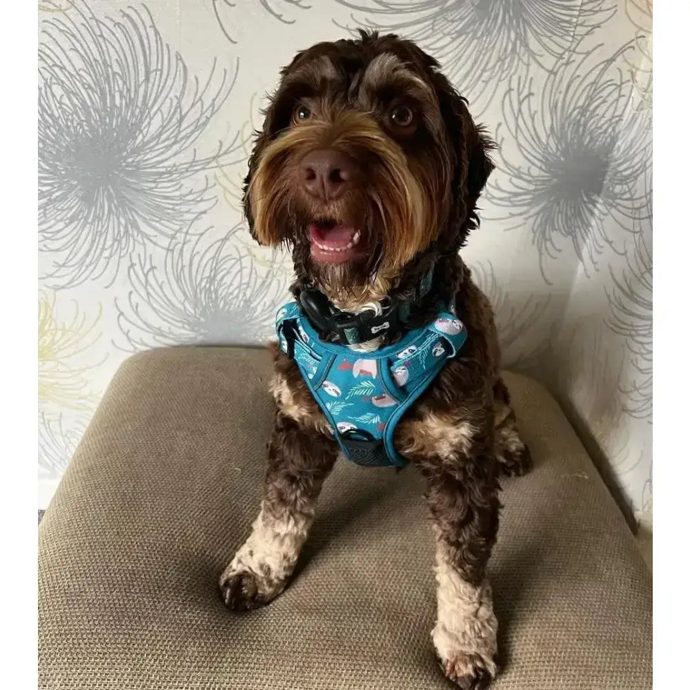Lazy sloth tactical dog harness in teal with adjustable straps and playful white and pink seashell pattern