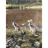 Two merle dogs sit on a riverbank wearing lazy sloth tactical dog harnesses in bright pink and blue colors