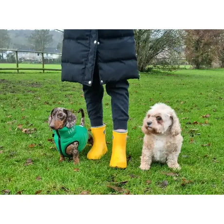 Dachshund wearing a green vest with lbc ultralight ankle boots yellow made with direct injection moulding